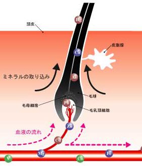 身体に良いことは、髪の毛に良いこと。