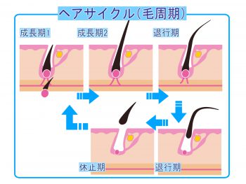 抜け毛が気になる～～～けど、髪の毛の寿命というのもある。